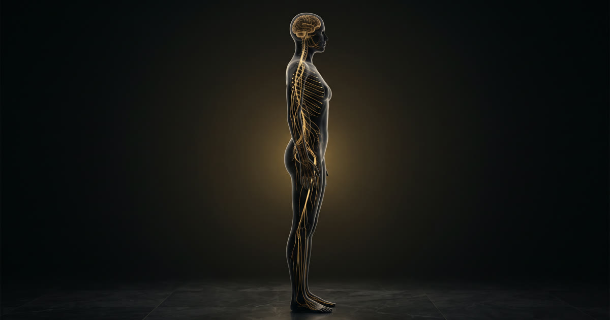 A figure with a gold illuminated nervous system